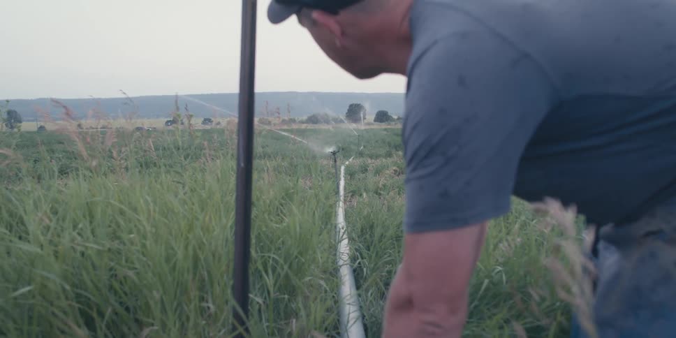 A farmer bends down to turn on an irrigation valve in a rural field surrounded by tall grass with water sprinklers running in the background under soft evening light