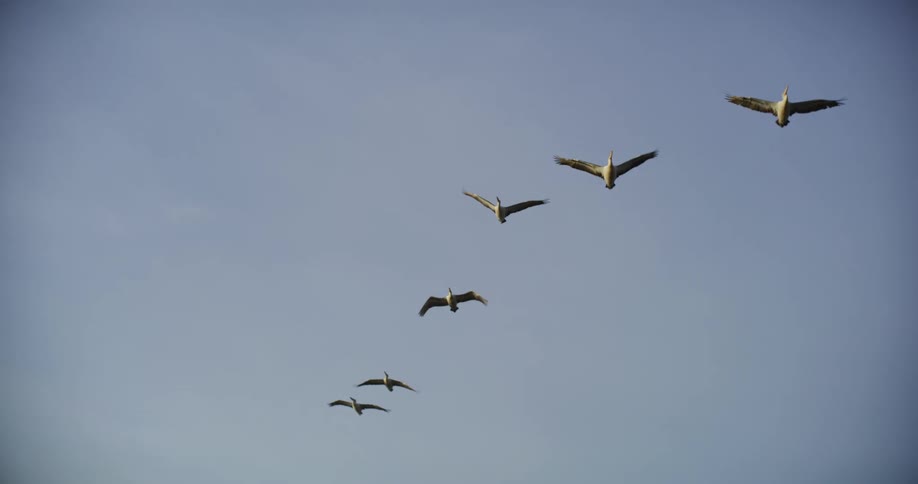 A flock of birds pass by in the sky