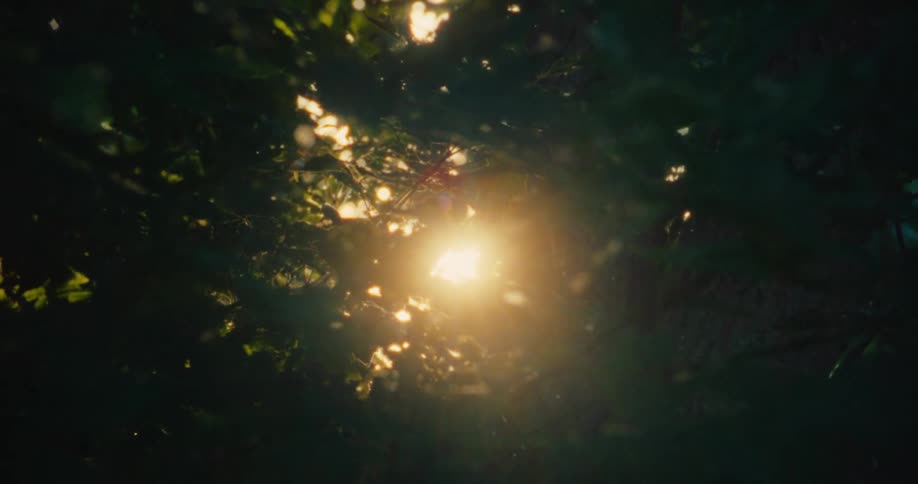 View up a tree against sunlight and falling snow