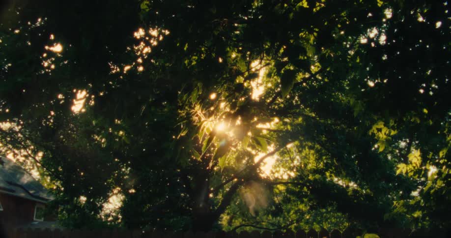 Pollen falling from a tree against the sunlight