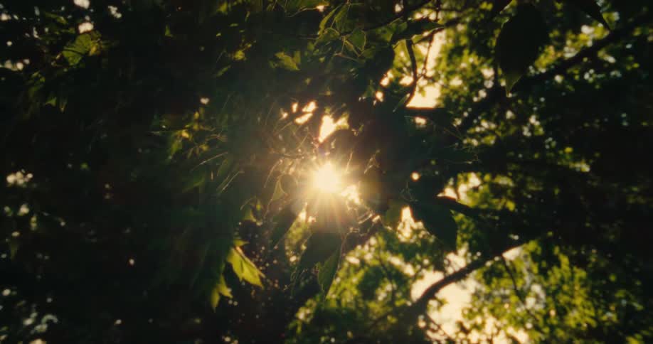Sunlight glints through dense tree foliage creating a bright burst of light among the dark leaves and branches