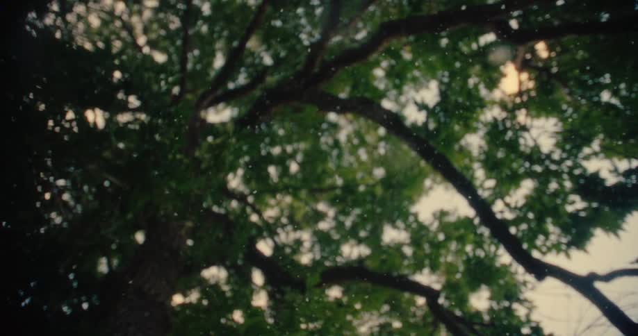 Pollen slowly falls down from the tree