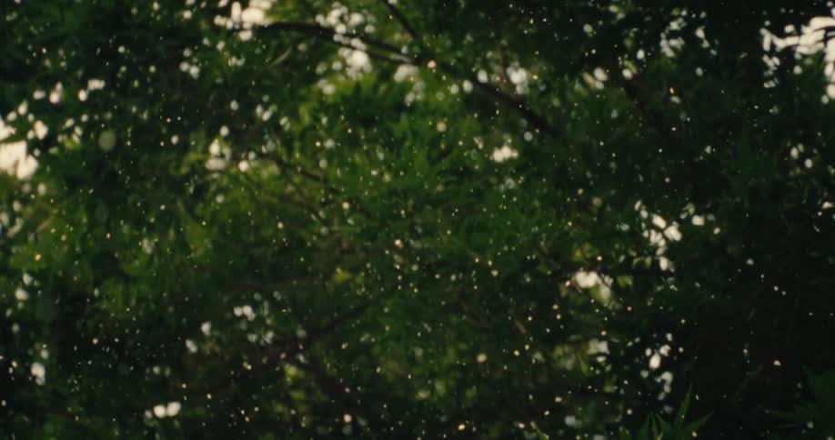 Pollen floats around the air under the tree