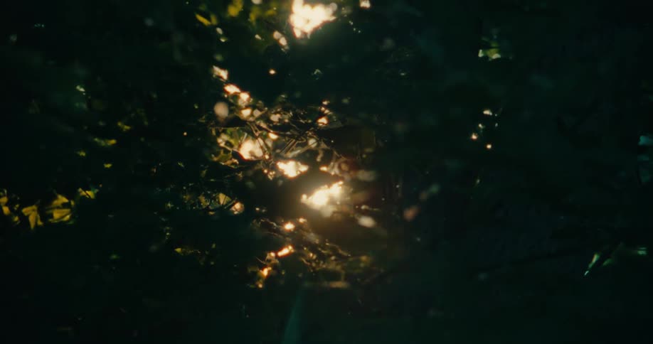 Snow falling below a tree with sun reflection