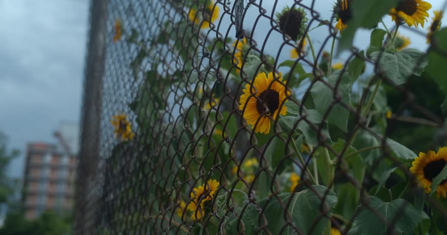 Sunflower flowers outdoors on a metal grid