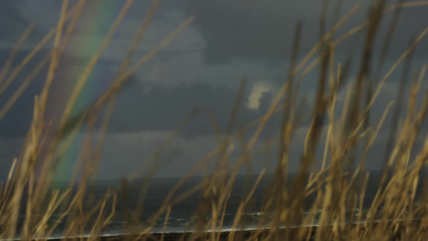 Wind is blowing the reeds on the beach