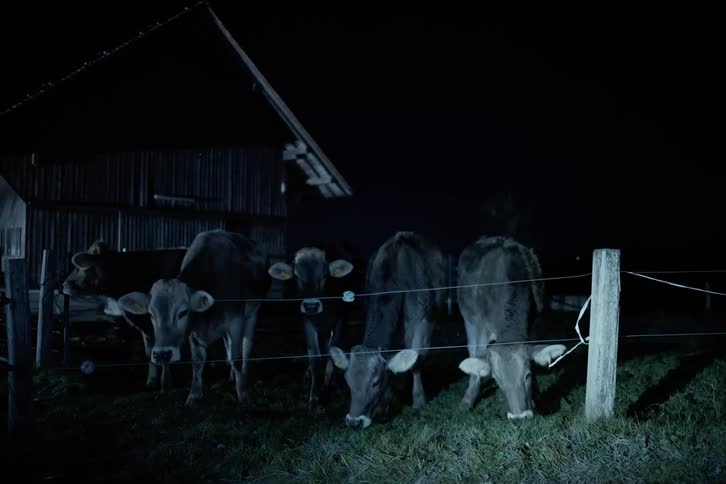 Farm at night with cows grazing surrounded by a simple fence
