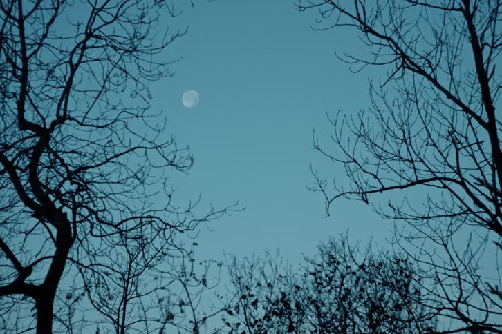 A pale moon hangs in the darkening twilight sky framed by the silhouetted branches of trees