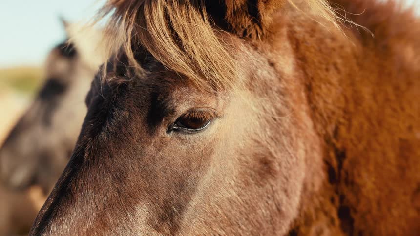 Close up of the head of a brown horse with a thick flowing mane