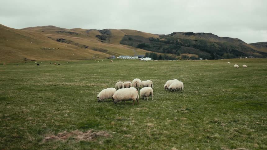 A cluster of fluffy white sheep grazes on a wide green pasture dotted with a few darker sheep under a cloudy sky with rolling hills in the background