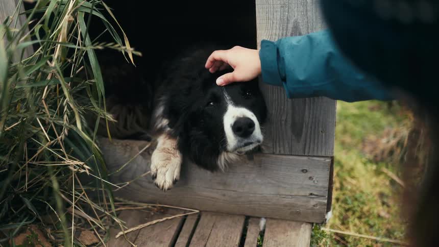 Person petting a dog inside a wooden house