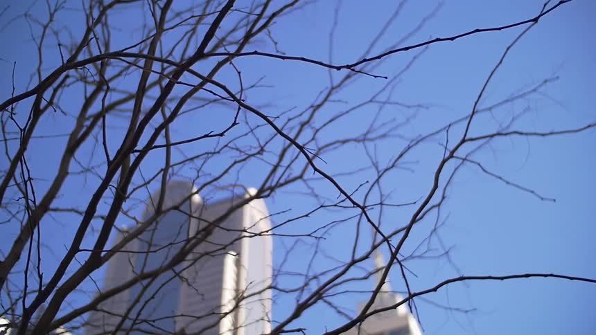 High-rises seen through bare tree branches stand out against a blue sky