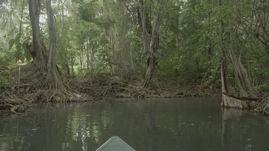 A boat moves in the swamp towards the shore line