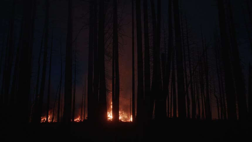 Forest on fire at night