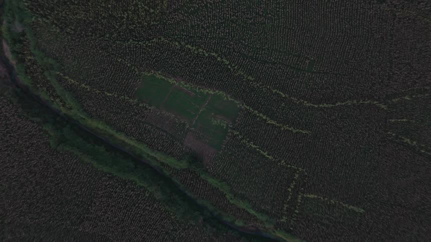 Aerial view of an agricultural field