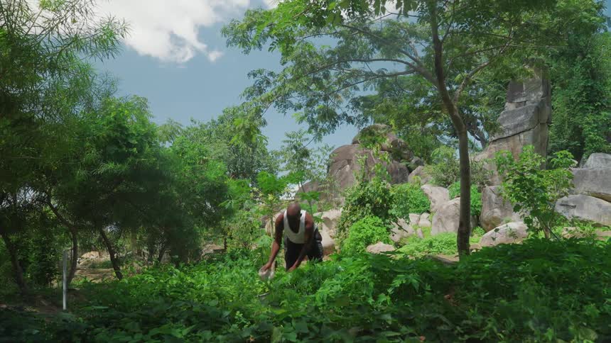 A man is watering his crops by the tree
