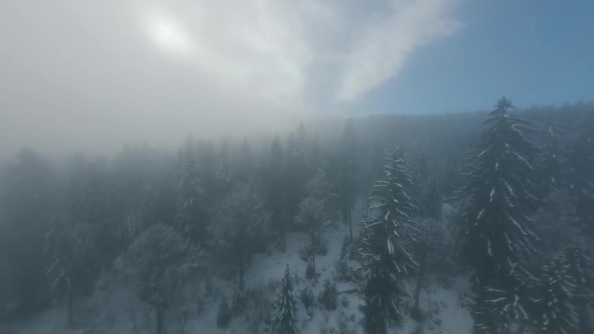 Aerial panorama of a snowy coniferous forest