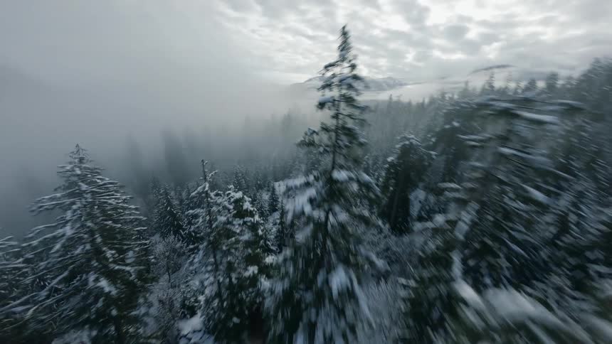 Drone Flight Through a Foggy, Snow-Covered Forest