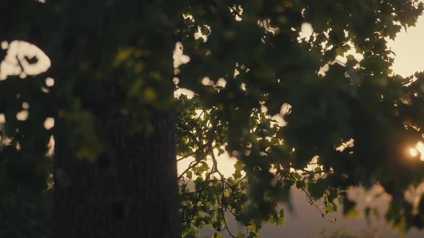 Evening sun through the leaves of a large tree