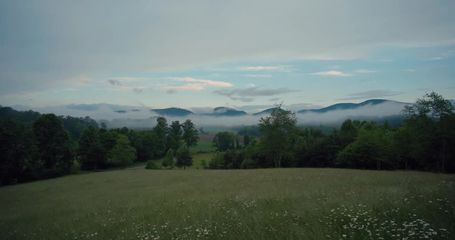 Landscape of a flower field surrounded by dense forest and distant mountains