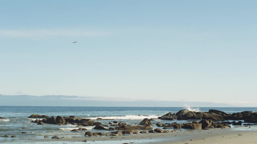 Isolated bird flying in a blue sky