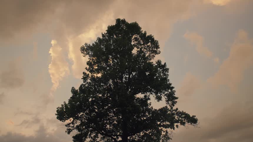 A towering tree silhouette stands against a backdrop of swirling clouds tinged with warm light