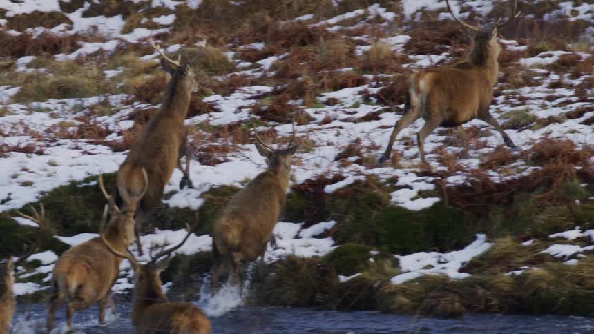 Reindeer crossing water and running up a snow dusted hillside