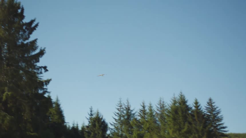 A bird soars over a tree line near a tranquil beach on a sunny day