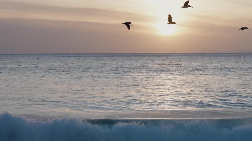 A group of pelicans are flying over the ocean coastline at sunset