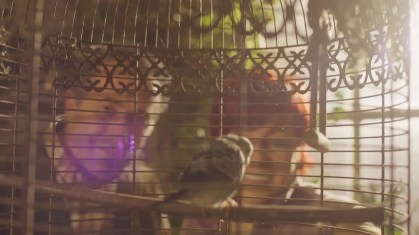 Happy man and woman watching birds inside a cage