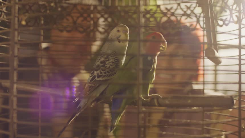 Couple watching pair of parakeets in a metal cage