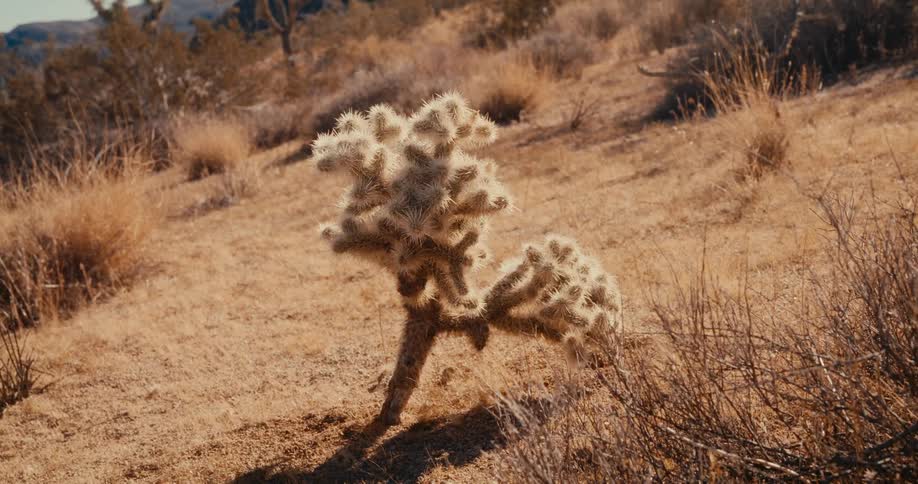 Small tree on a desert soil