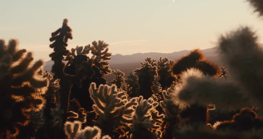 Man walking among desert plants with mountains on the horizon