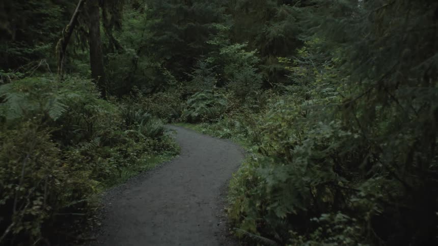 Walking through a path in the forest