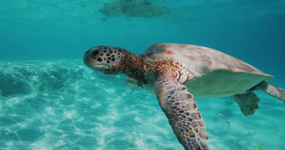 A sea turtle swims gracefully in clear blue ocean water