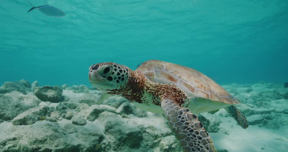 A sea turtle glides underwater while a yellowfin tuna swims in the background sunlight from the surface dancing across the ocean floor