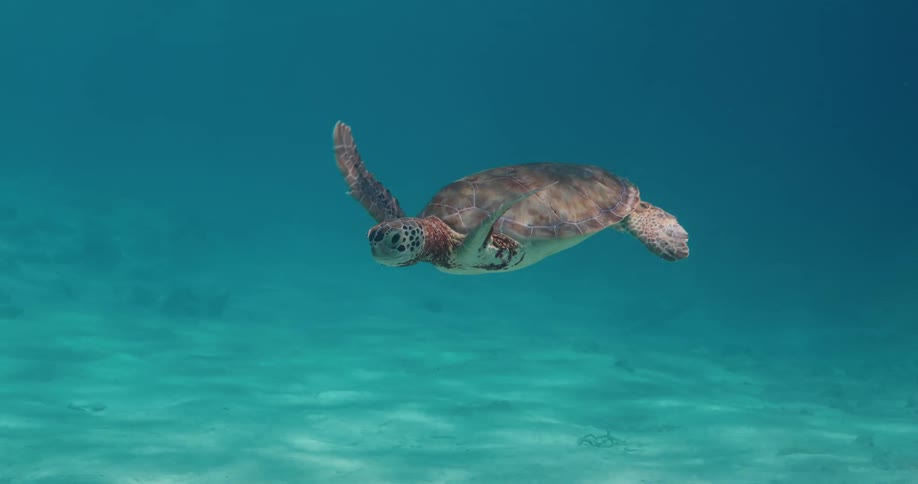 Turtle swimming in the ocean