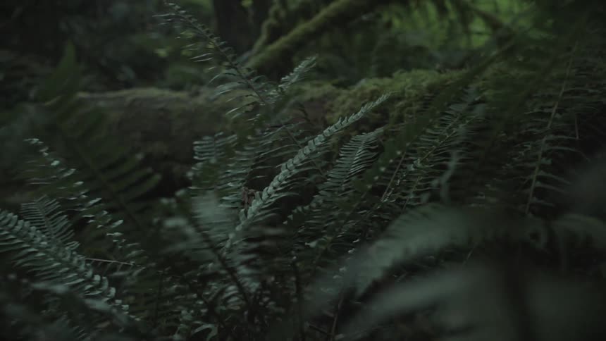 A slow orbit reveals a fern in a lush mosscovered jungle with a fallen log in the background