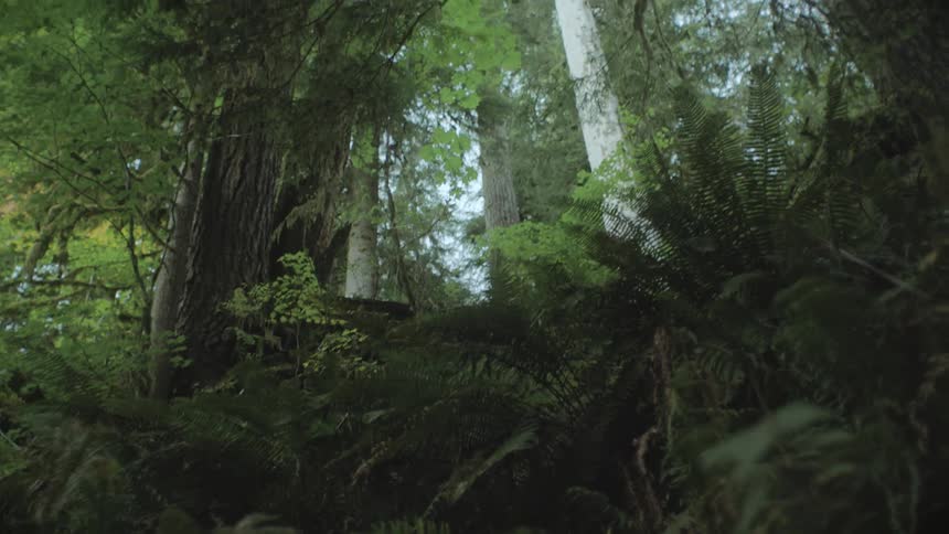 A clip of tree trunk in the forest