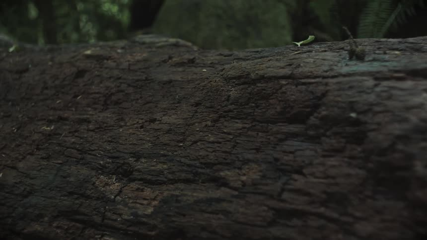 Closeup of a dark textured log stretching across a dimly lit forest