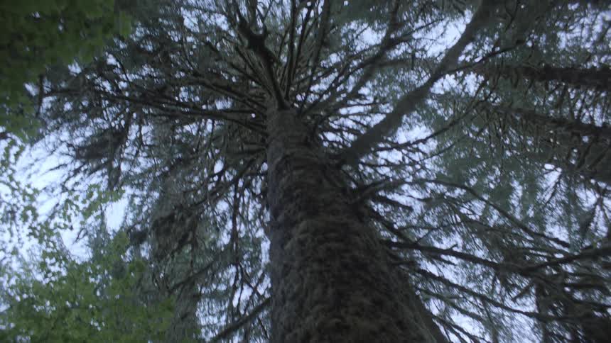 A towering moss covered trunk and branches of an old growth tree reaching towards a cloudy sky in a forest