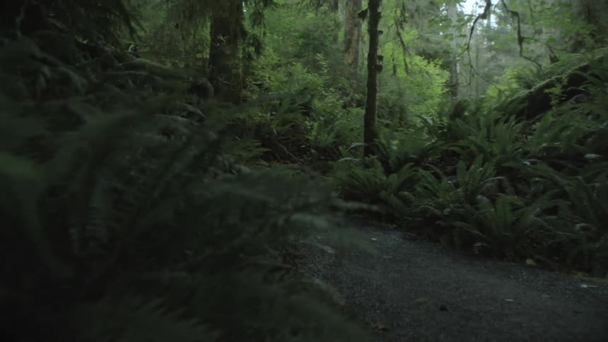 A narrow winding path through a dense forest filled with lush ferns and tall trees creating a sense of peaceful solitude