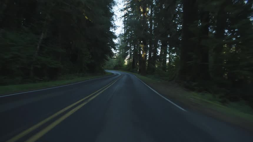 Moving view along a road surrounded by conifers