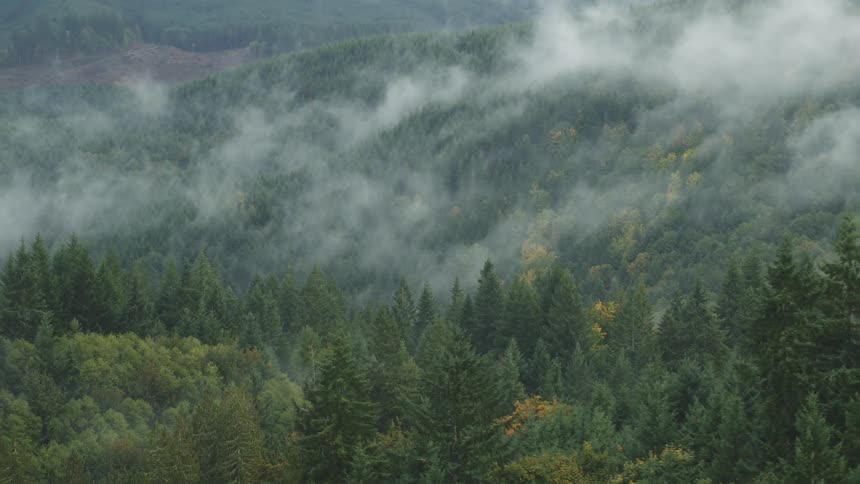 A misty landscape of rolling forested hills with some trees displaying early autumn colors partially obscured by low hanging clouds