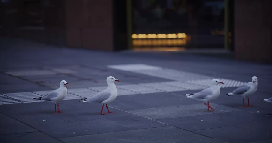 White birds walking on a sidewalk