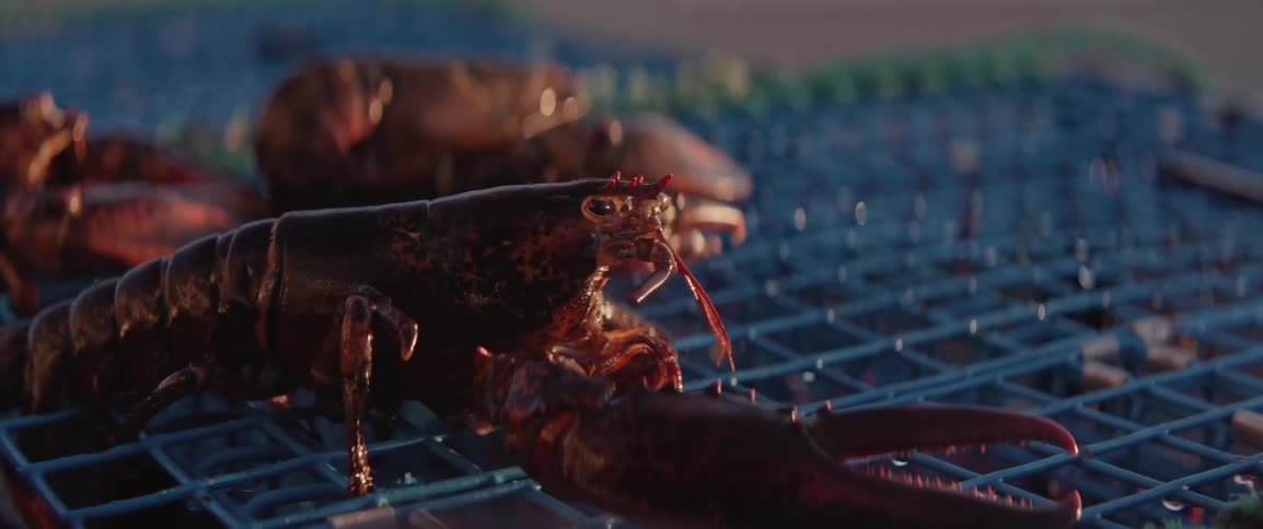 Red lobster sits on top of a blue lobster fishing trap