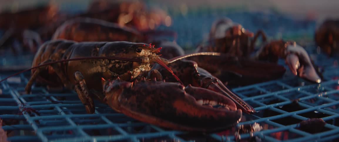 A freshly caught lobster rests on a trap highlighting its dark shell and pincers under warm light