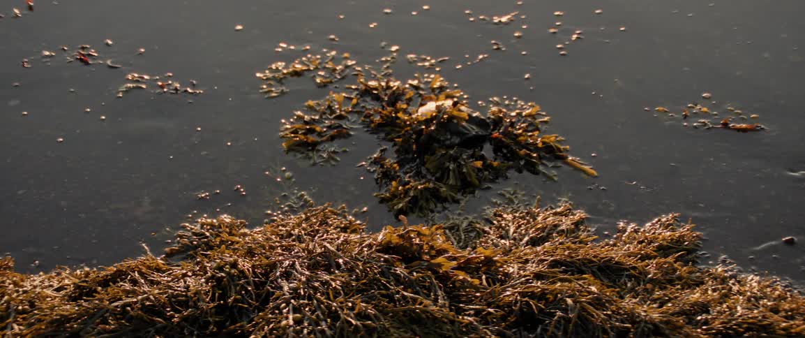 Brown and green seaweed clumps together on a dark coastline speckled with bits of debris