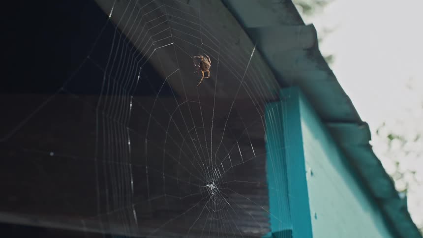 A spider crawls along its web