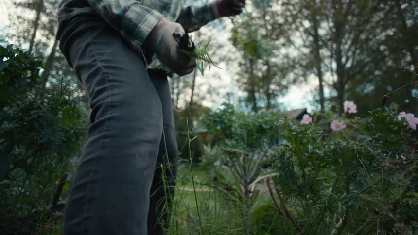 Gardener with gloves removing weeds from flowers
